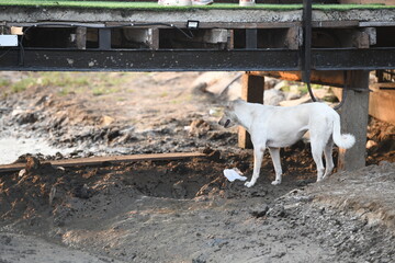 A thin, white stray dog stands in a muddy, uneven urban landscape, possibly scavenging or looking for shelter under a weathered structure. The image powerfully conveys themes of abandonment