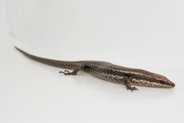 Lagarto - lagartinho - Mabuya spp.