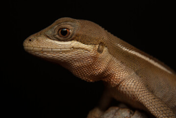 Lagarto - papa vento. Lagartos brasileiros - Enyalius