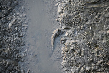 A unique high-angle view captures a mudskipper partially submerged in a small pool of murky water, contrasting sharply with the richly textured, damp mudflat