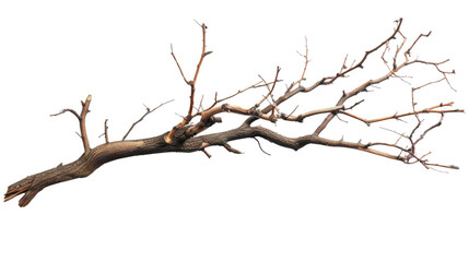 Dry Branch: A solitary, weathered branch, bare of leaves, stretches across the frame, its gnarled texture and intricate network of twigs providing a striking visual of natural patterns.