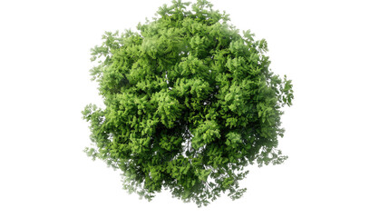 Aerial View of Lush Tree: a vibrant aerial shot showcasing a densely packed tree, bursting with vivid green foliage. A visual symphony of nature from above