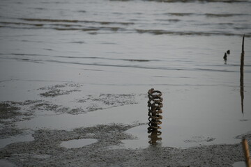 Coastal Erosion Mitigation, Relic of Resilience: Life's Cycle and Nature on the Muddy Coastline