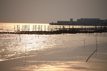 Oyster farming stakes emerge from the water at sunset, reflecting the golden light. A tranquil scene showcasing coastal aquaculture and the industry of the sea.