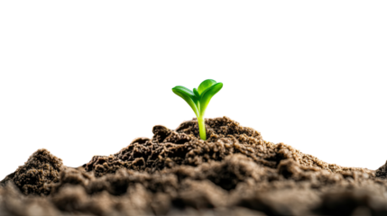 Sprout of Hope: A solitary green sprout emerges from a mound of rich, dark soil, a vibrant testament to life and new beginnings, symbolizing growth.