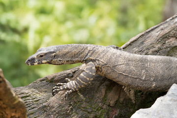 the lace lizard is on a branch