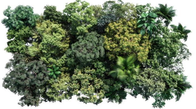 Aerial View of Forest Canopy: A verdant tapestry of diverse tree species unfolds from an aerial perspective, revealing the complex beauty of a forest's upper layer.