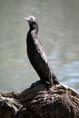 the little black cormorant is standing on driftwood