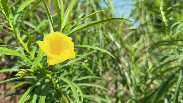 Closeup shot of Yellow oleander flower, scientifically known as Cascabela thevetia