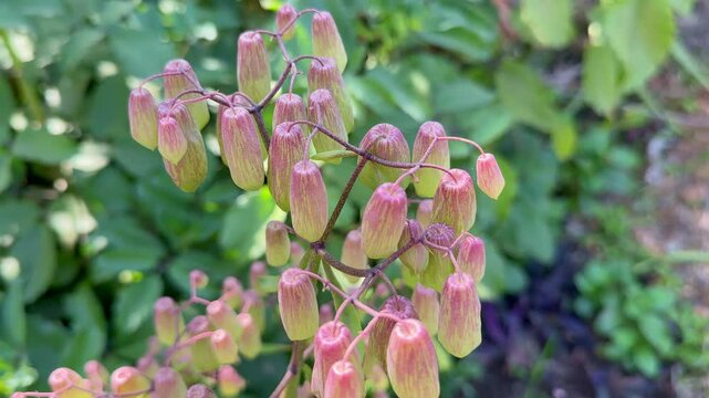 static shot of Kalanchoe pinnata, commonly known as cathedral bells is a succulent plant native to Madagascar