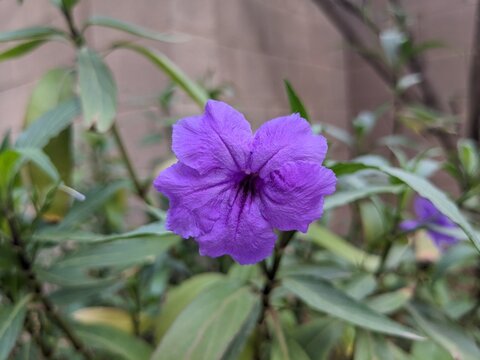 Closeup of purple flower of Mexican petunia or Brittons wild petunia or Mexican bluebell, plant is  native to Mexico and US Southwest; shallow DOF