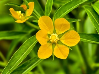 Ludwigia decurrens flower in tropical nature borneo