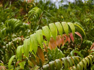 Kalakai plants (Stenochlaena Palustris) in the morning © RMX IMG