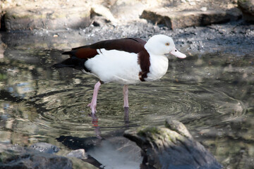 this is a side view of a radjah shelduck
