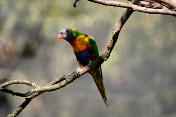 the rainbow lorikeet is perched on a branch