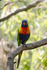the rainbow lorikeet is perched in a tree