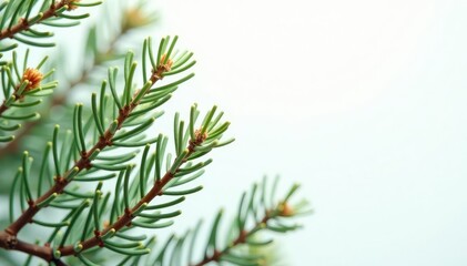 Obraz premium White pine branches against soft white backdrop, evergreen, isolated, branches