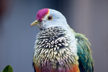 this is a close up of a rose crown fruit dove