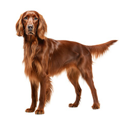 Gordon Setter AI Generated Image