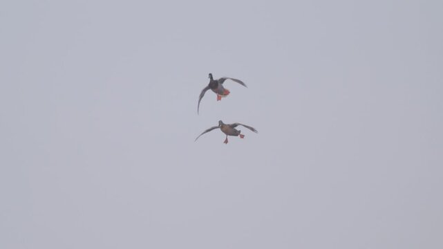 Mallards (Anas platyrhynchos) in flight.  Birds flying against blue sky. Close-up. Slow motion.