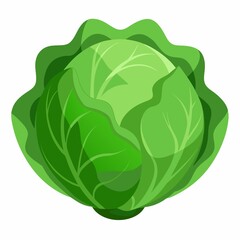 A Cabbage on white background