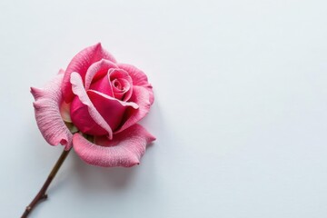 A single pink rose, delicately frosted, rests against a pristine white backdrop, offering a serene and elegant visual for various design applications.