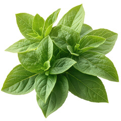 Vibrant green basil herb radiates freshness on black backdrop of perfection