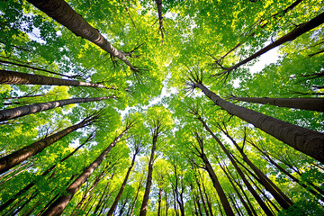 Looking up at tall green trees with dense foliage in a stylized creative style against a sunny sky background, concept of growth and nature. Ai generative