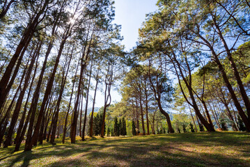 Obraz premium Nature, green trees, forest background and beautiful wallpapers