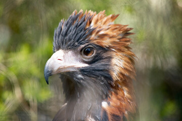 this is a close up of a wedge tailed eagle
