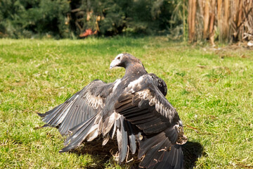 the wedge tailed eagle is resting on the ground