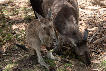 the joey is standing next to it mother for protection