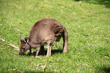 the western grey kangaroo is eating grass