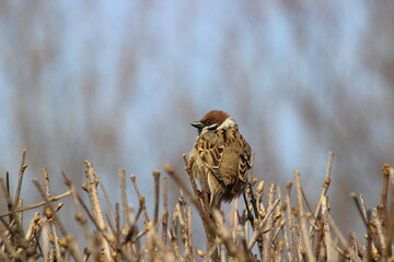 A small brown bird sits on twigs among bare branches, capturing the essence of early spring....