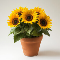 Obraz premium Vibrant Sunflowers in Ceramic Pot: Cheerful Indoor Home Decor and Floral Arrangement