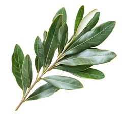 Obraz premium Captivating olive branch showcasing elegant green leaves against dark backdrop