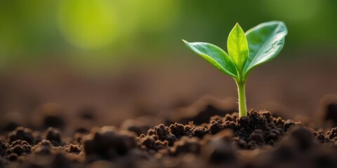 A Tiny Seedling Emerging from Dark Soil, Reaching Towards Sunlight, Symbolizing Growth and New Beginnings