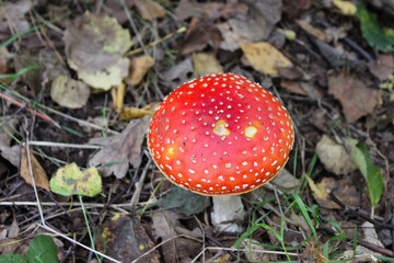 Bright red mushroom with white spots stands out amidst brown leaves and green grass in a forested area during fall season