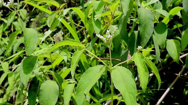 Green Persicaria lapathifolia (pale persicaria) foliage with small white flowers. Natural detail.
