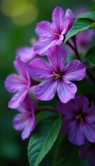 Close-up of intricate purple flower details and lush green leaves on a flowering bush, nature photography, floral close-up