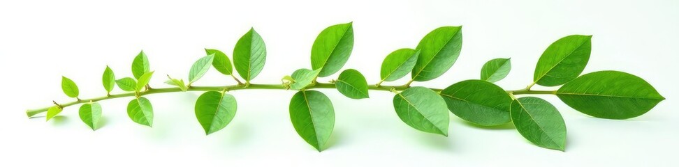 Fototapeta premium Green stem and leaves isolated on white background, foliage, botanical