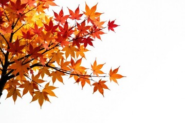 Fototapeta premium Isolated autumn-colored branches against a white backdrop, tree, nature, foliage