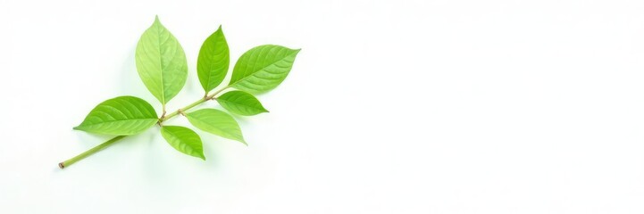Fototapeta premium Single stem green plant isolated on white background, background, isolated, simple
