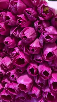 unpacking a huge bouquet of tulips
