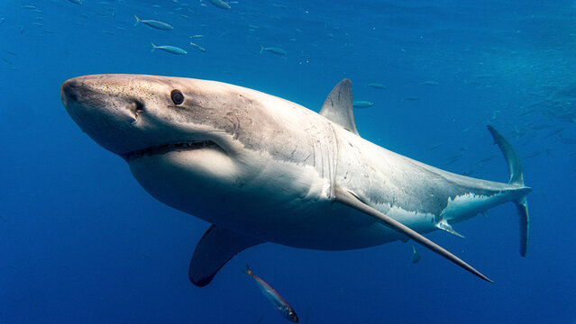 Great White Shark in Open Ocean