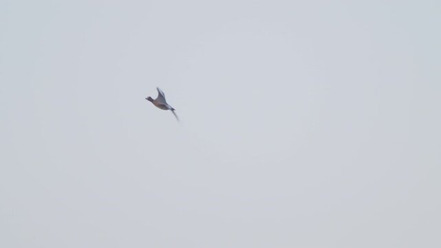 Anas penelope (Mareca penelope)  flying against blue sky. Bird in flight. Wildlife. Slow motion.