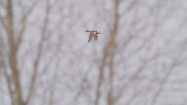 Mareca penelope  flying against blue sky. Bird in flight. Wildlife. Slow motion.