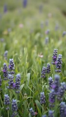 Obraz premium A misty meadow with soft lavender and green leaves scattered about, lavender, greenery, leaf