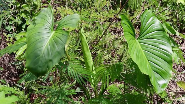 Large green leaves of Homalomena plant amidst wild foliage. Natural detail.