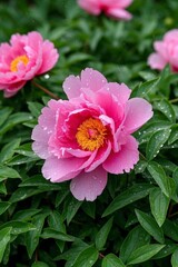 Obraz premium there is a pink flower with yellow center surrounded by green leaves